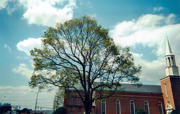 Blacksburg Baptist Church tree
