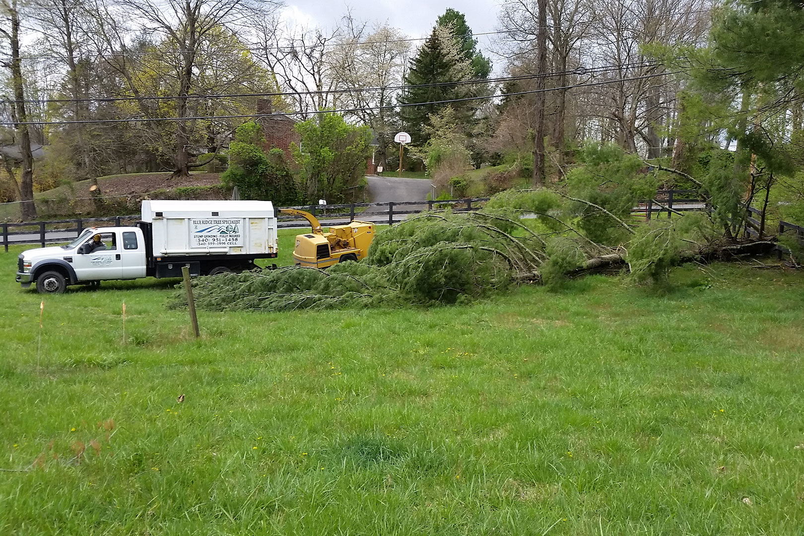 Photograph of a tree removal